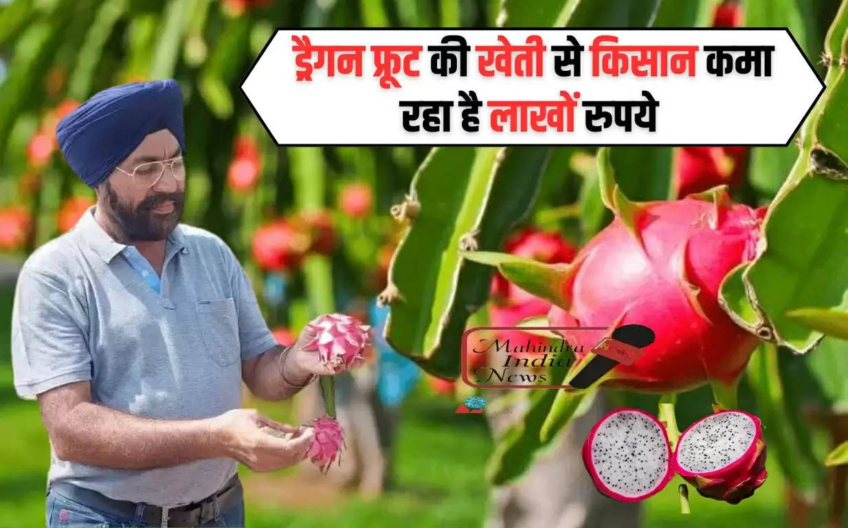 हरियाणा के सिरसा का किसान गुरशरण सिंह ड्रैगन फ्रूट की खेती कर कमा रहा है लाखों रुपये 