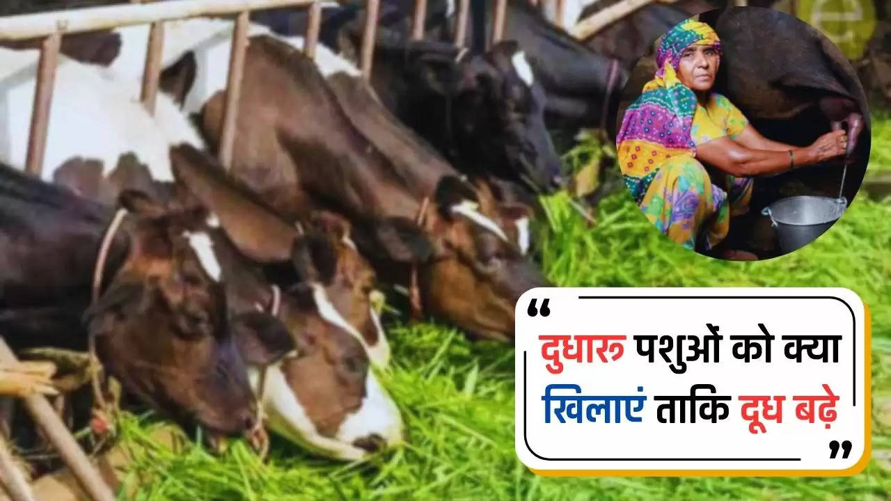  Kisan News: दुधारू पशुओं को क्या खिलाएं ताकि दूध बढ़े, सूखी गाय-भैंस का आहार भी जानें​​​​​​​
