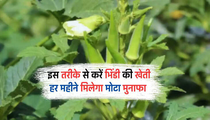  Kisan News: इस तरीके से करें भिंडी की खेती, बंपर होगी पैदावार, हर महीने मिलेगा मोटा मुनाफा ​​​​​​​