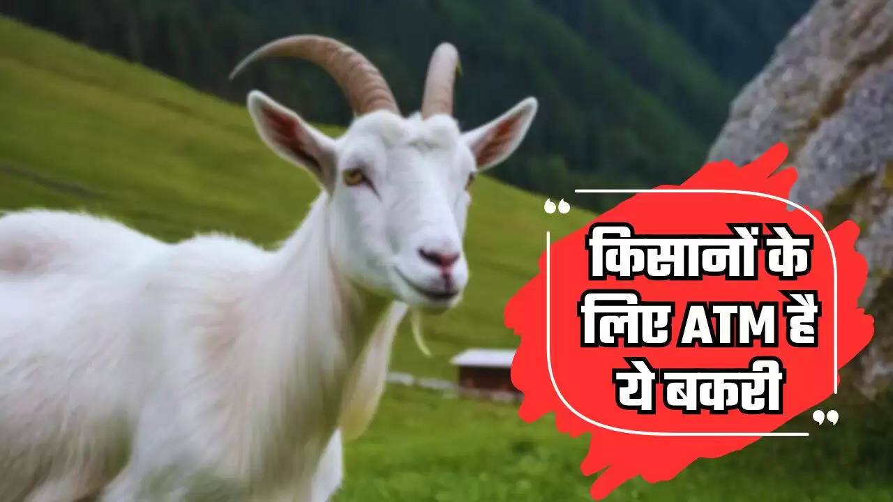  Saanen Goat: किसानों के लिए ATM है ये बकरी, भैंस के बराबर देती दूध, पालन से होगी बंपर कमाई