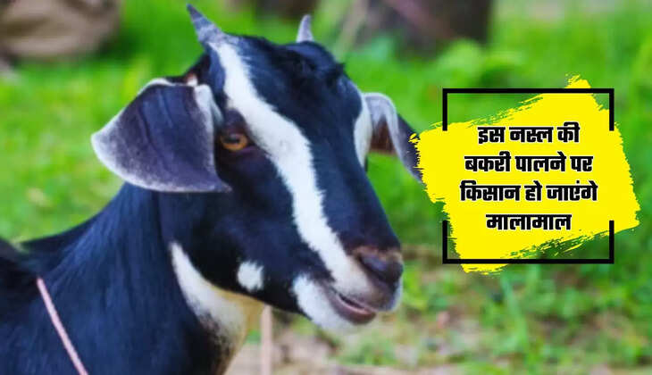  Goat Farming: इस नस्ल की बकरी पालने पर किसान हो जाएंगे मालामाल, देती है इतना दूध...