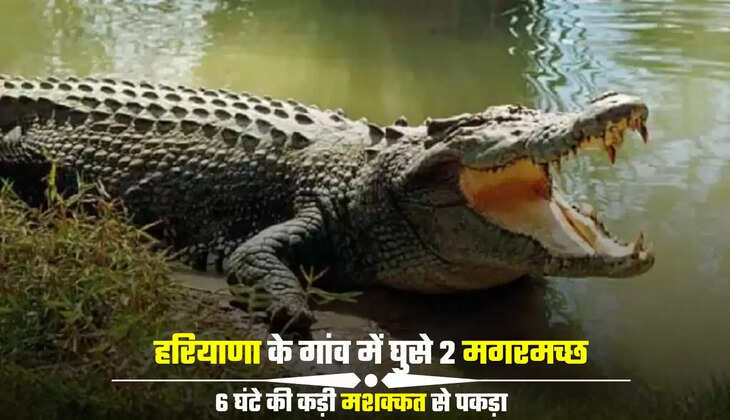  6 घंटे की कड़ी मशक्कत से पकड़ा