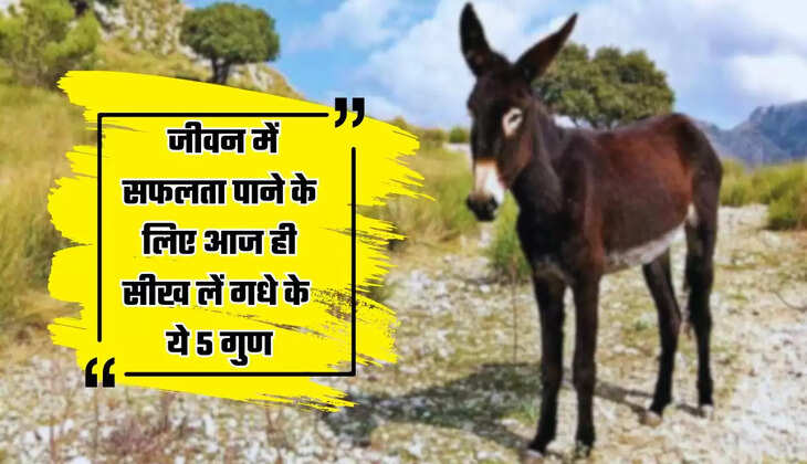  जीवन में सफलता पाने के लिए आज ही सीख लें गधे के ये 5 गुण, कामयाबी होगी आपके कदमों में...
