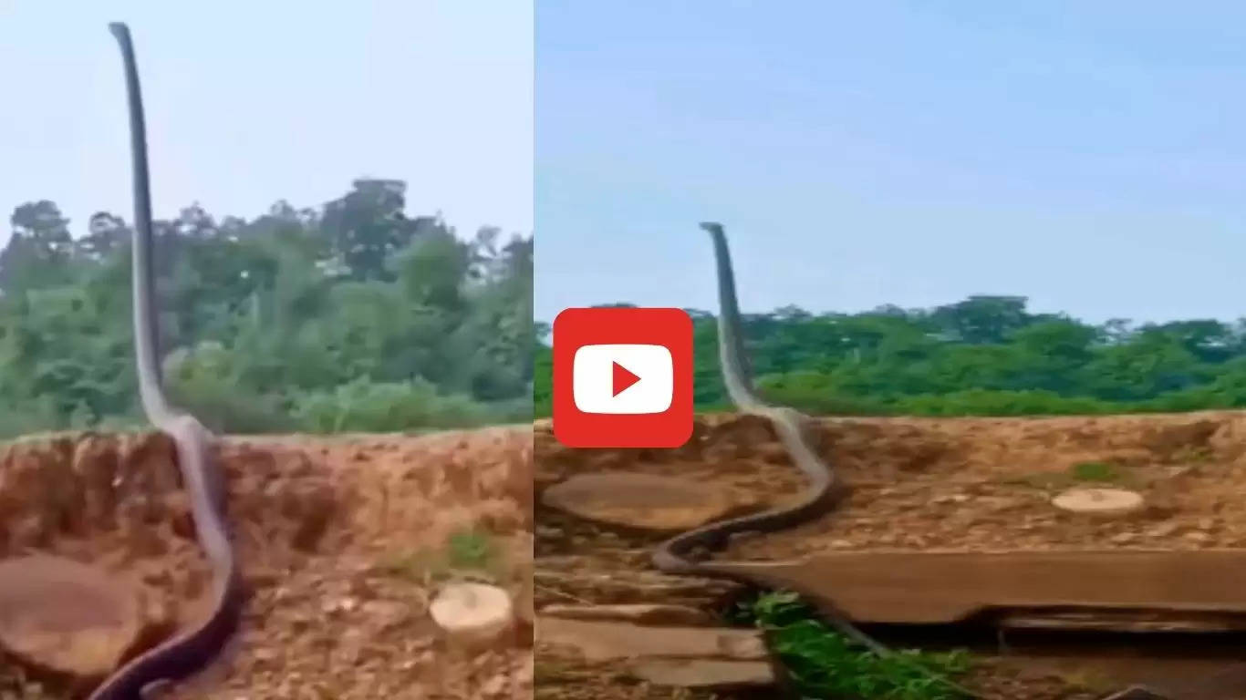  Viral Video: मिट्टी के टीले पर सीधा खड़ा हो गया 25 फीट लंबा कोबरा, देखकर उड़ जाएंगे होश