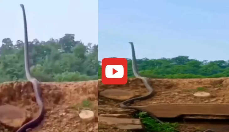  Viral Video: मिट्टी के टीले पर सीधा खड़ा हो गया 25 फीट लंबा कोबरा, देखकर उड़ जाएंगे होश