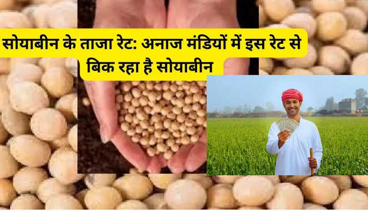 अनाज मंडियों में सोयाबीन के ताजा रेट, जाने अनाज मंडियों में सोयाबीन के ताजा भाव