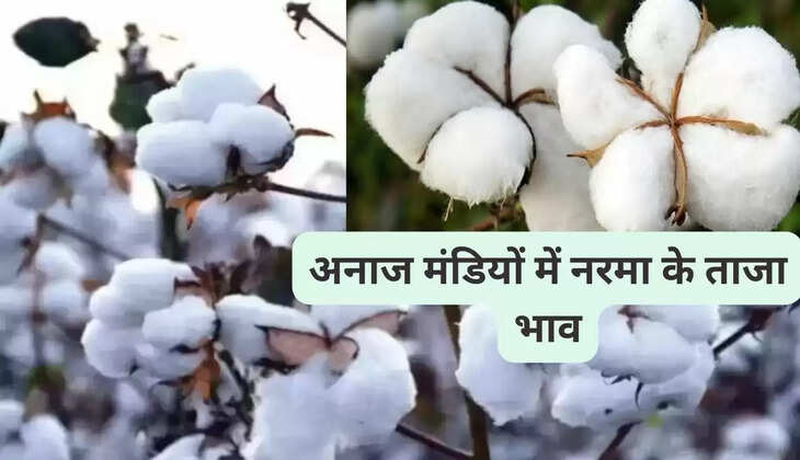  नरमा के ताजा रेट:  हरियाणा, राजस्थान की अनाज मंडियों में नरमा के लेटेस्ट रेट