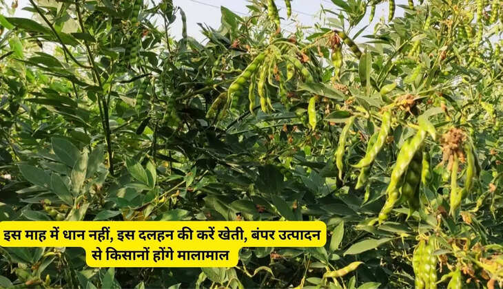 In this month of July, cultivate this pulse, not paddy, the crop will be tremendous, farmers will become rich
