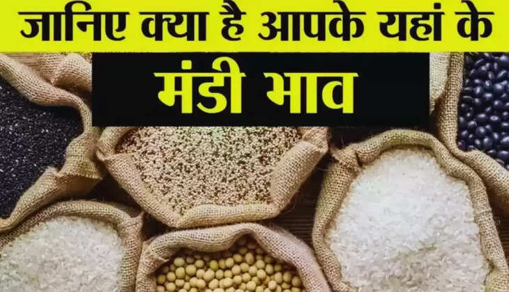  Today Mandi Bhav: हरियाणा की मंडियों में आज के ताजा भाव, सिरसा मंडी में नरमा, कपास, सरसों, ग्वार के रेट