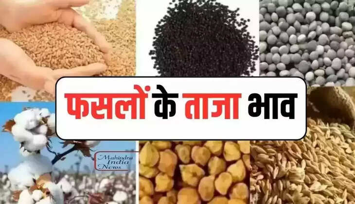  फसलों के ताजा रेट : हरियाणा में सिरसा अनाज मंडी में 9 मई 2024 नरमा, कपास, सरसों व ग्वार इस रेट से बिके