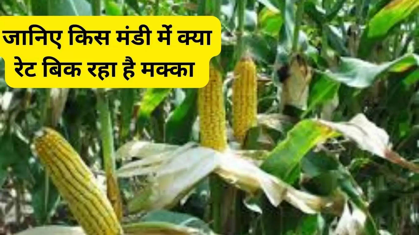 At what price is maize being sold in grain markets, know what is the rate of maize in which market