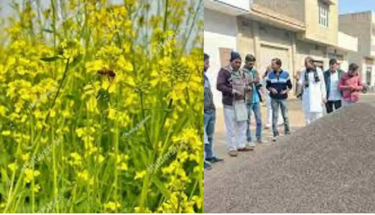The arrival of mustard has started increasing in the grain markets of Haryana, this is the support price of mustard this year