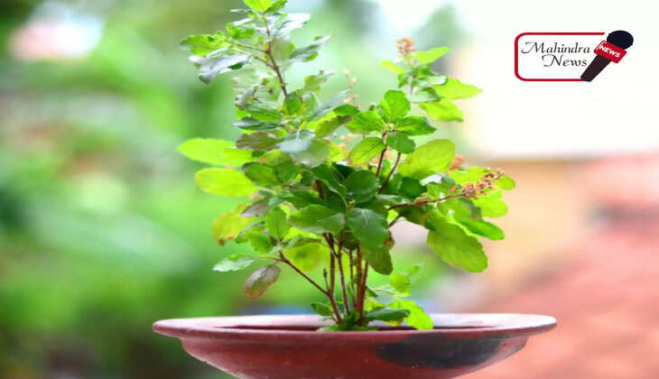 तुलसी का पौधा घर में होने का ये है फायदा
