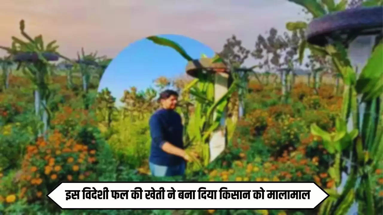  Success Story: यूट्यूब से मिला आइडिया, इस विदेशी फल की खेती ने बना दिया किसान को मालामाल