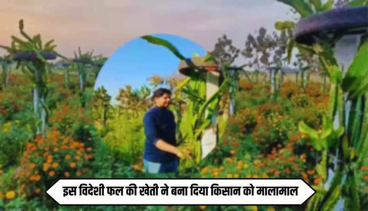  Success Story: यूट्यूब से मिला आइडिया, इस विदेशी फल की खेती ने बना दिया किसान को मालामाल