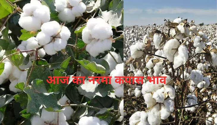 खेतीबाड़ी : इस तरीके से करें नरमा कपास की खेती, बंपर होगा उत्पादन 