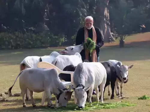 Narendra Modi with Punganur Cow