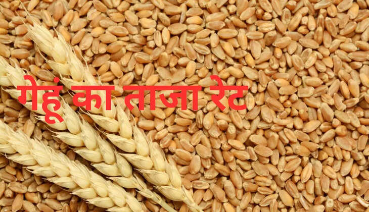 हरियाणा की अनाज मंडियों गेहूं के अंदर आया उछाल, इस रेट से बिकी गेहूं 