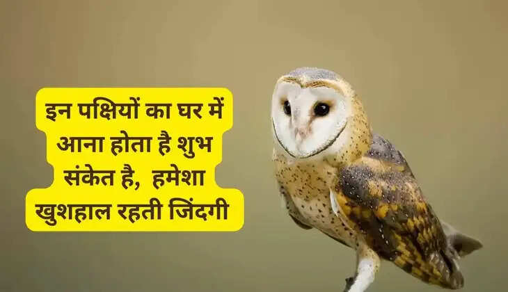 The arrival of these birds in the house is an auspicious sign, life always remains happy