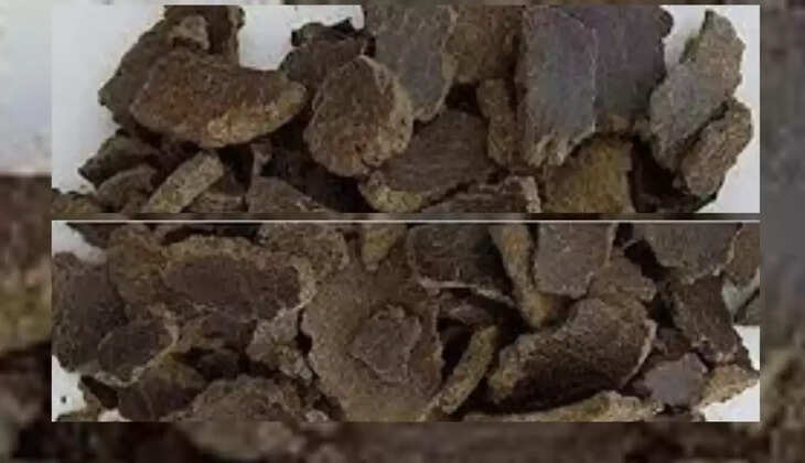  Mustard cake will increase production and quality in paddy cultivation, also beneficial for kitchen garden