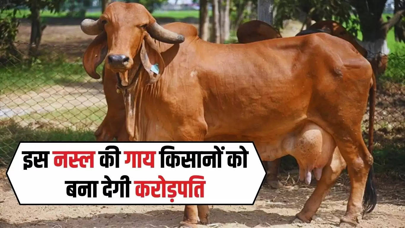  Cow Farming:  इस नस्ल की गाय किसानों को बना देगी करोड़पति, रोजाना देती है 80 लीटर दूध