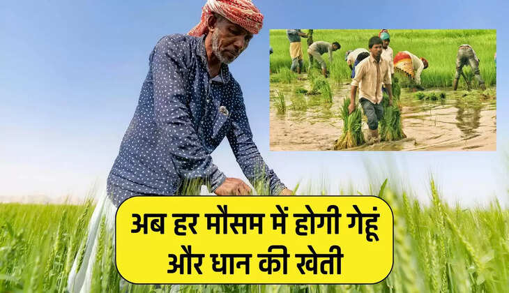 अब हर मौसम में होगी गेहूं और धान की खेती, मौसम का झझट खत्म, आ गई धान-गेहूं की नई किस्में
