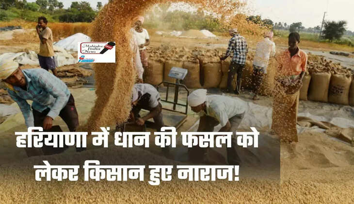 हरियाणा में धान की फसल को लेकर किसान हुए नाराज! जाने क्या है बड़ी वजह