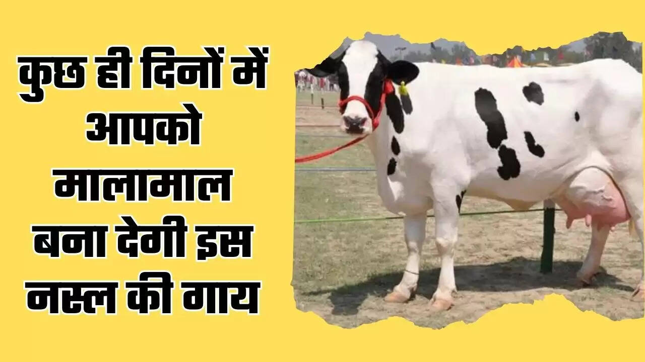 Hardhenu Breed Cow: कुछ ही दिनों में आपको मालामाल बना देगी इस नस्ल की गाय, भर भर के बाल्टी देती है दुध