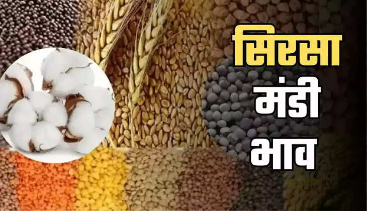 sirsa mandi bhav
