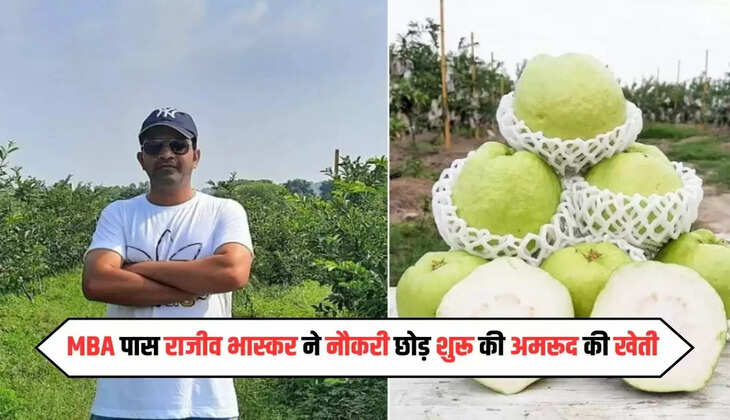 MBA पास राजीव भास्कर ने नौकरी छोड़ शुरू की अमरूद की खेती, अब करते है करोड़ों मे कमाई, जाने