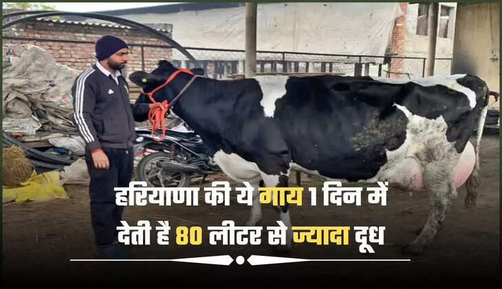 This cow of HARYANA gives more than 80 liters of milk in a day, the price will blow your mind
