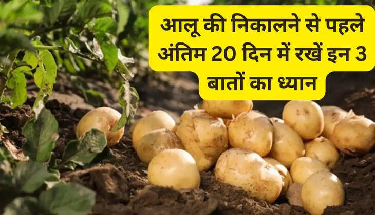 Keep these 3 things in mind in the last 20 days before harvesting potatoes, the production will be shiny and durable