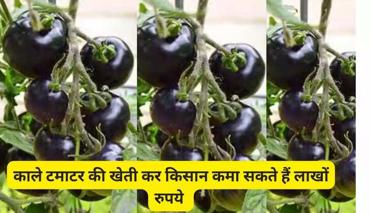  Black Tomato