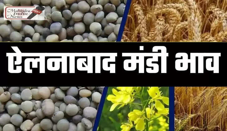 ellenabad mandi bhav