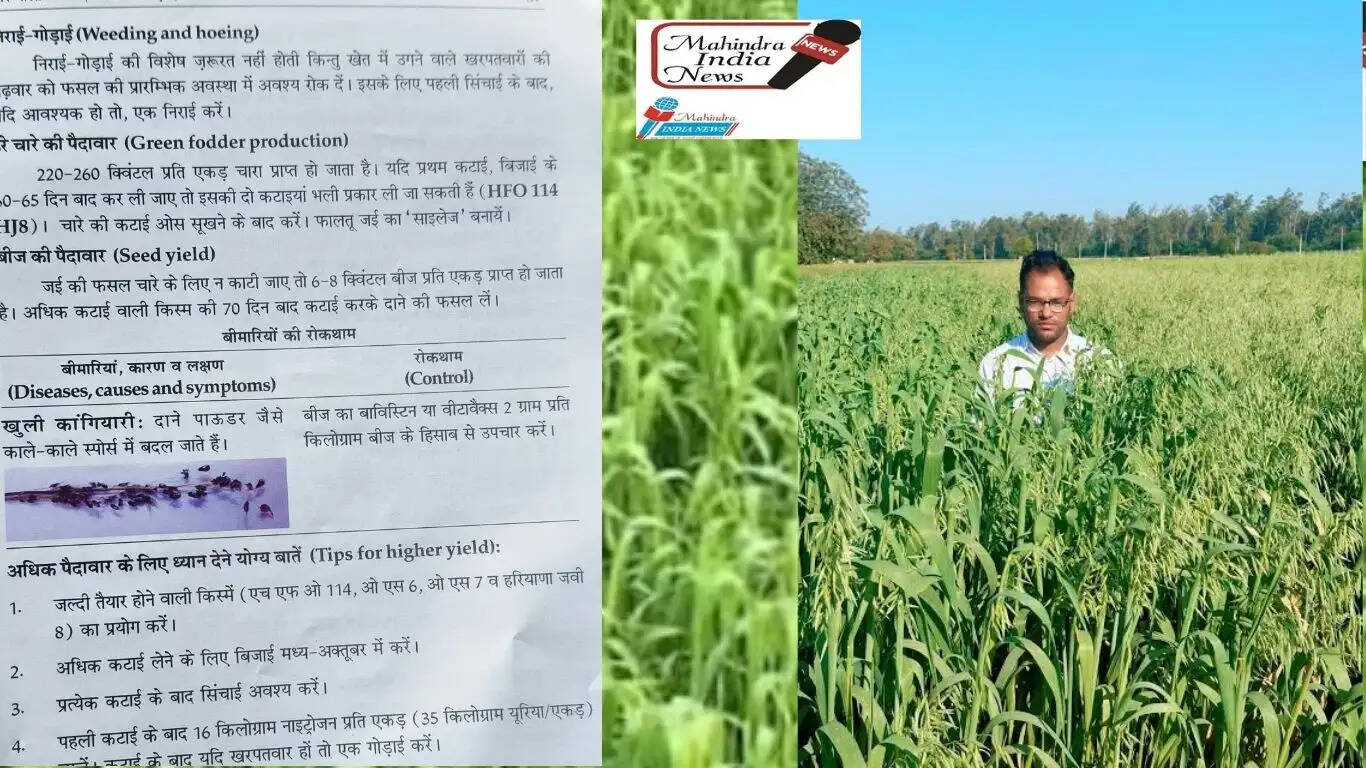 Farmers should sow improved varieties of oats; this will lead to higher yields in Haryana