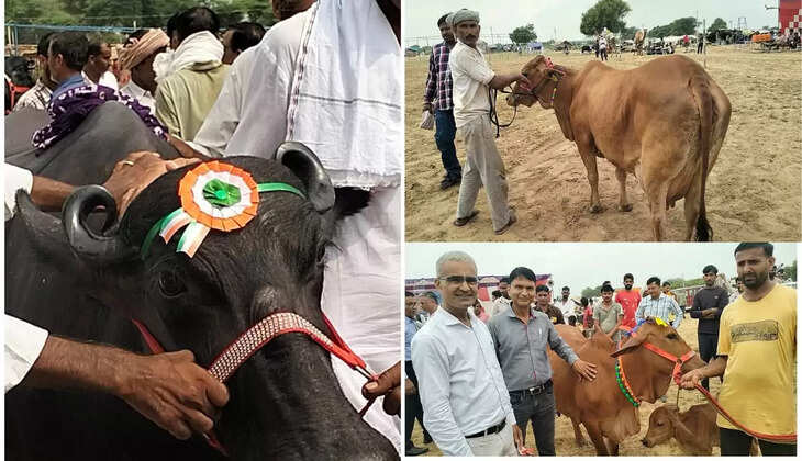 गोगामेडी मेले में साहिवाल गाय की चैंपियनशिप में विक्रम छानी बड़ी की गाय प्रथम, मुर्रा नस्ल में रामधन भिरानी की भेंस प्रथम, घोड़ी नस्ल और ऊंट नृत्य चैंपियनशिप में दिखा दमखम 