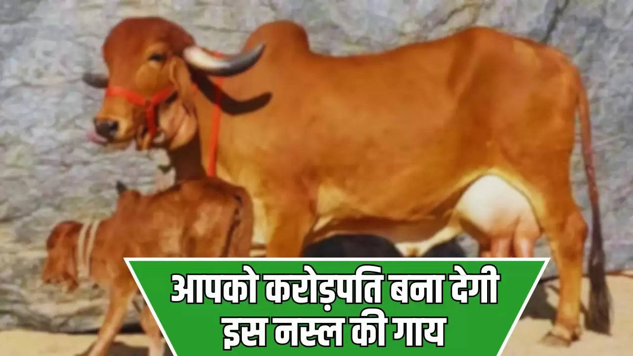  Cow Farming: आपको करोड़पति बना देगी इस नस्ल की गाय, रोजाना देती है 80 लीटर दूध