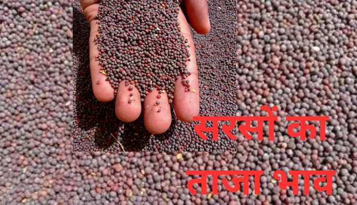 सरसों में आया उछाल: हरियाणा, राजस्थान सहित अन्य प्रदेशों की अनाज मंडियों में 7 जून 2024 को इस रेट से बिकी