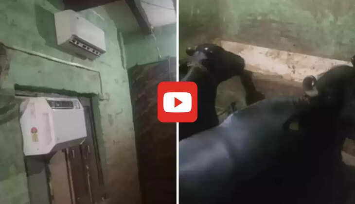 To save the buffaloes from heat, 2 ACs were installed in the stable, the video went viral