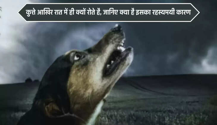 Reasons for Dogs Cry: Why do dogs cry only at night? Know the mysterious reason behind it