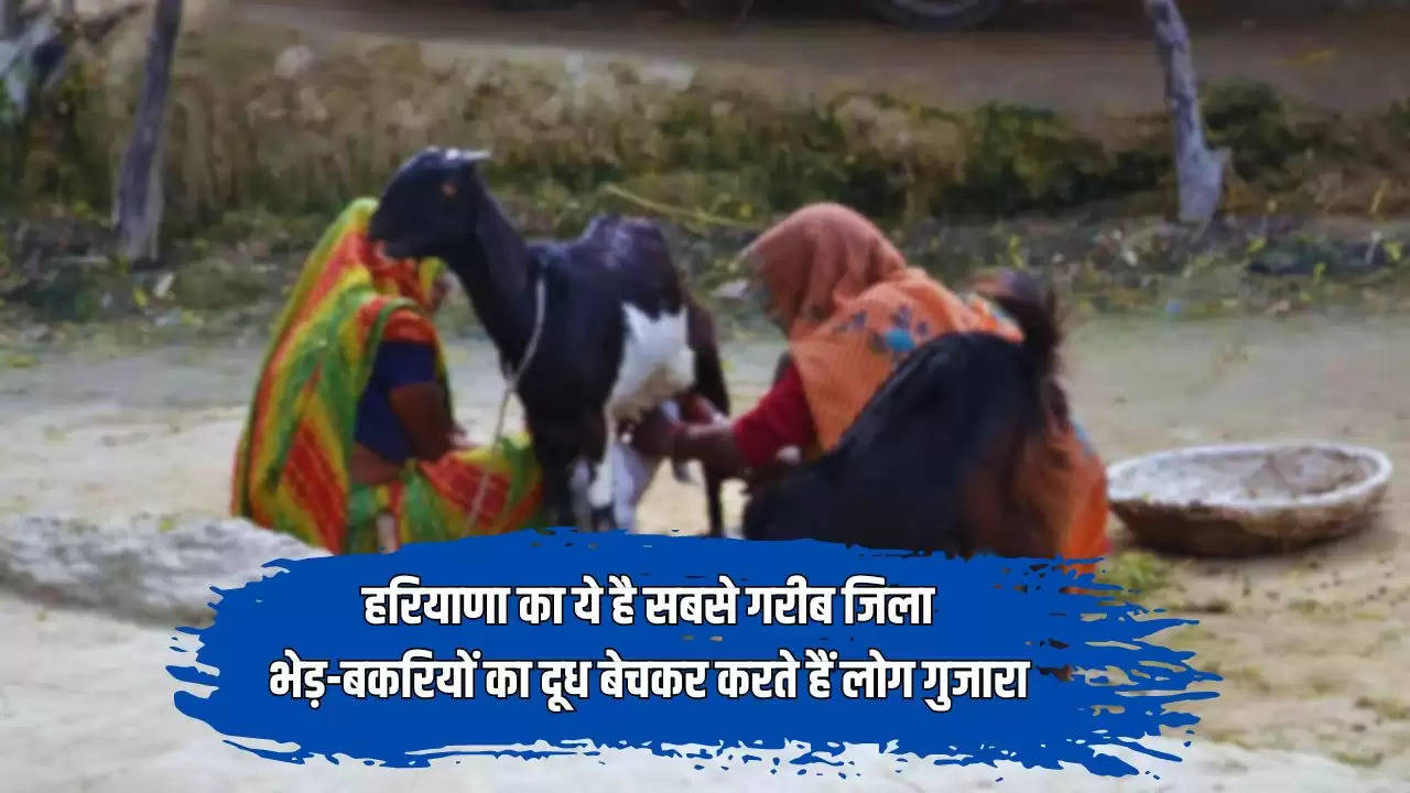  Haryana News: हरियाणा का ये है सबसे गरीब जिला, भेड़-बकरियों का दूध बेचकर करते हैं लोग गुजारा 