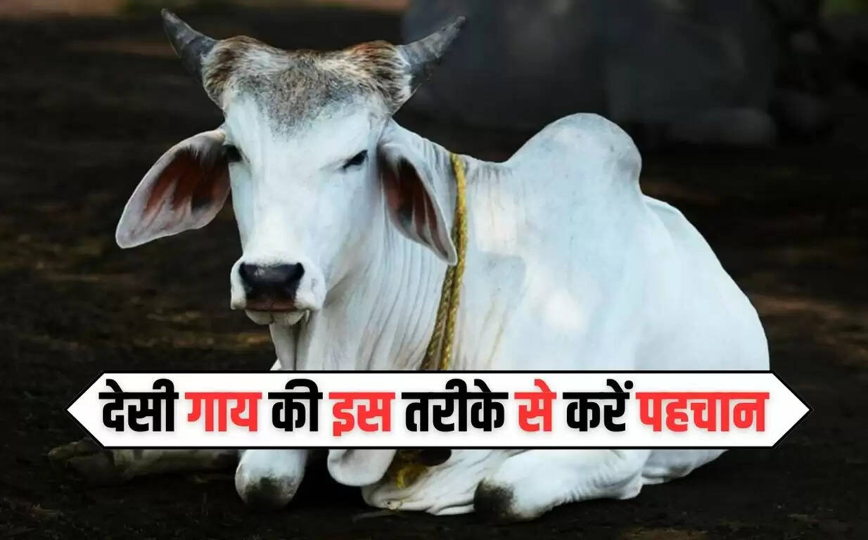 Desi Cow : देसी गाय की पहचान कैसे करें, आइए जाने ?