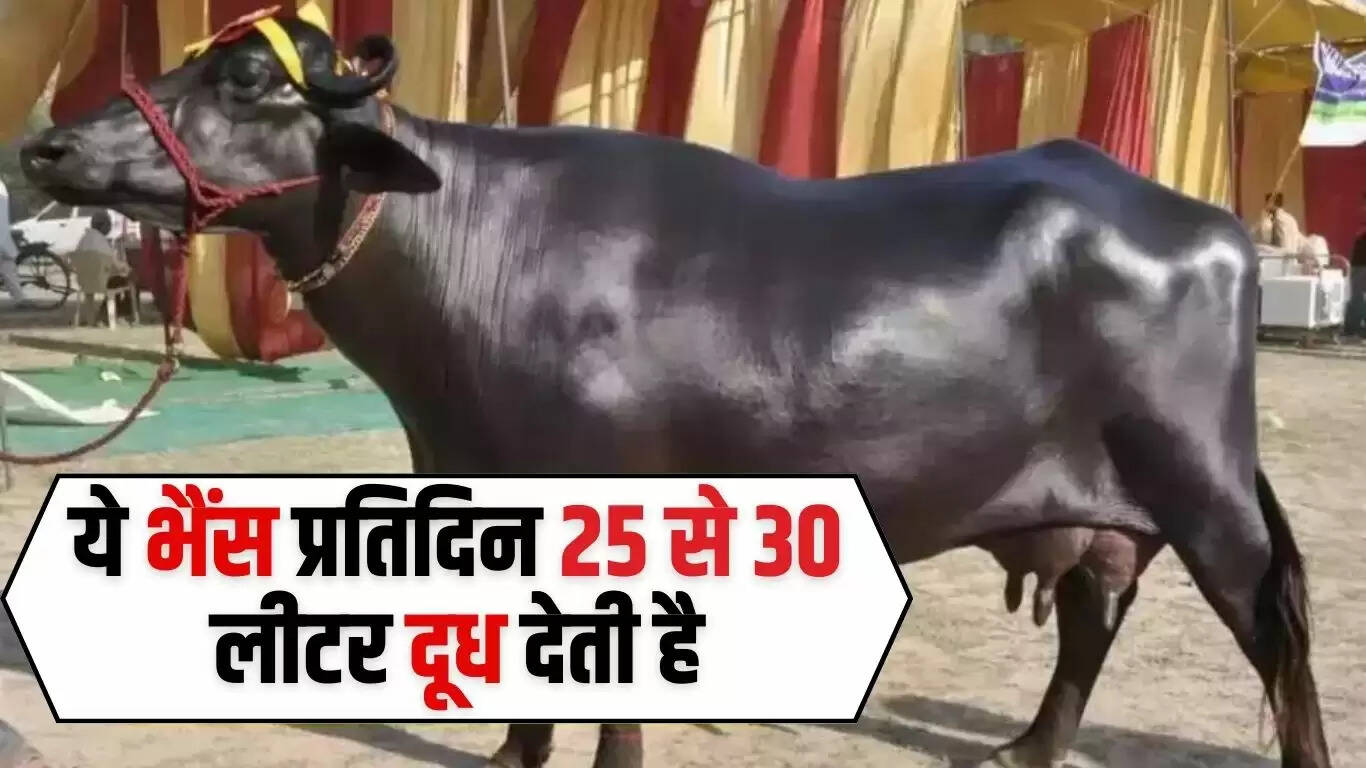 Murrah Buffalo: ये भैंस प्रतिदिन 25 से 30 लीटर दूध देती है, जानिए कैसे करें इसकी पहचान