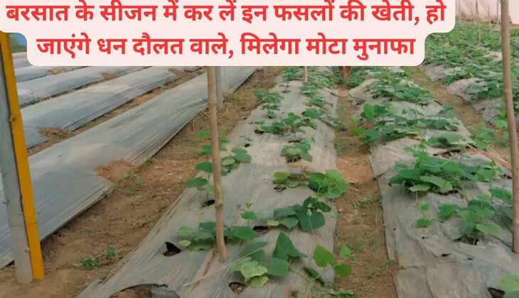 बरसात के सीजन में कर लें इन फसलों की खेती, हो जाएंगे धन दौलत वाले, मिलेगा मोटा मुनाफा