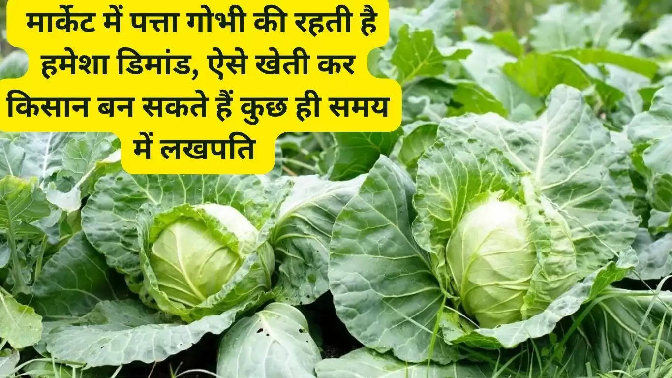 मार्केट में पत्ता गोभी की रहती है हमेशा डिमांड, ऐसे खेती कर किसान बन सकते हैं कुछ ही समय में लखपति