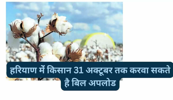 Latest rates of Narma in major markets of Haryana and Rajasthan