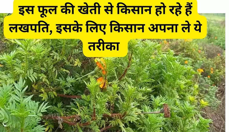 इस फूल की खेती से किसान हो रहे हैं लखपति, इसके लिए किसान अपना ले ये तरीका 