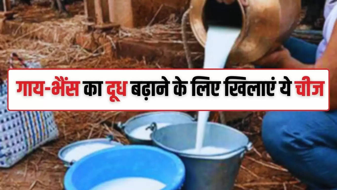  Increase Cow Milk: गाय-भैंस का दूध बढ़ाने के लिए खिलाएं ये चीज, बाल्टी भर-भर के देगी दूध ​​​​​​​
