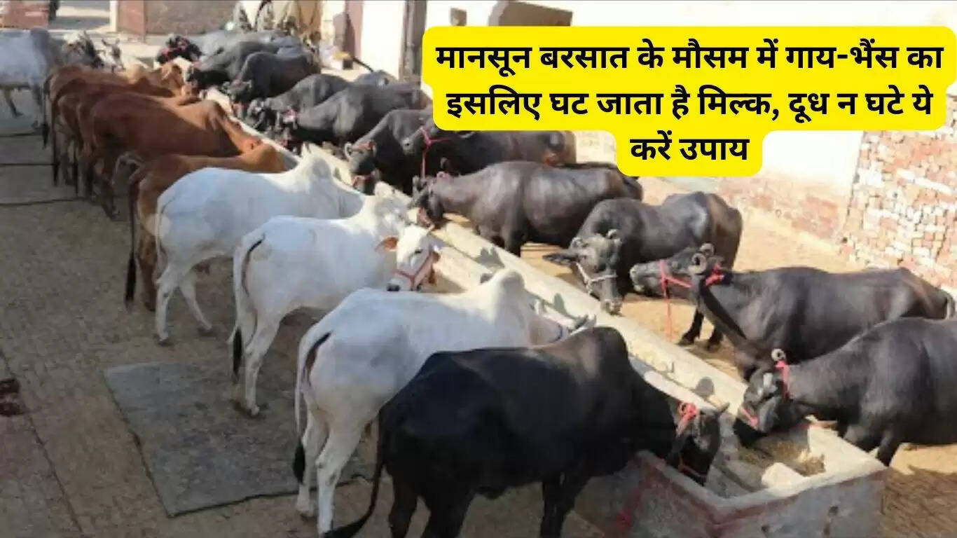 मानसून बरसात के मौसम में गाय-भैंस का इसलिए घट जाता है मिल्क, दूध न घटे ये करें उपाय