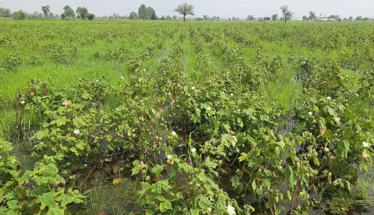 Waterlogging in Nathusari Chaupata block caused damage to crops in more than a dozen villages, but the compensation portal is open for only two villages